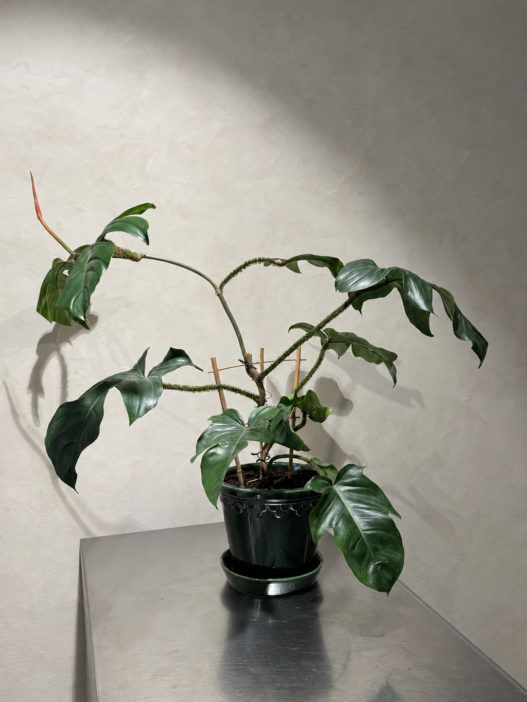Københavner Pot Emerald Green 25 cm with plant