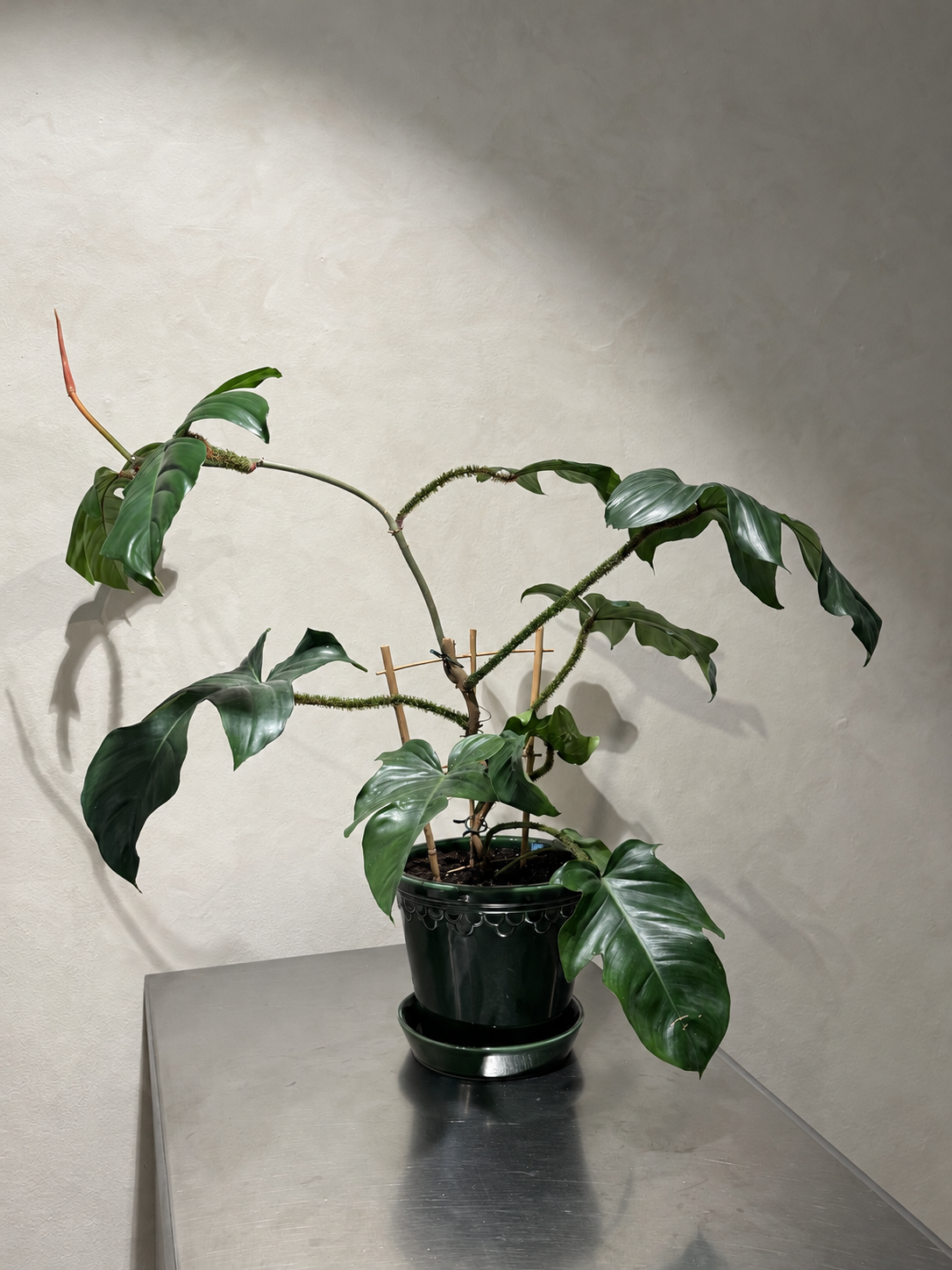 Københavner Pot Emerald Green 25 cm with plant