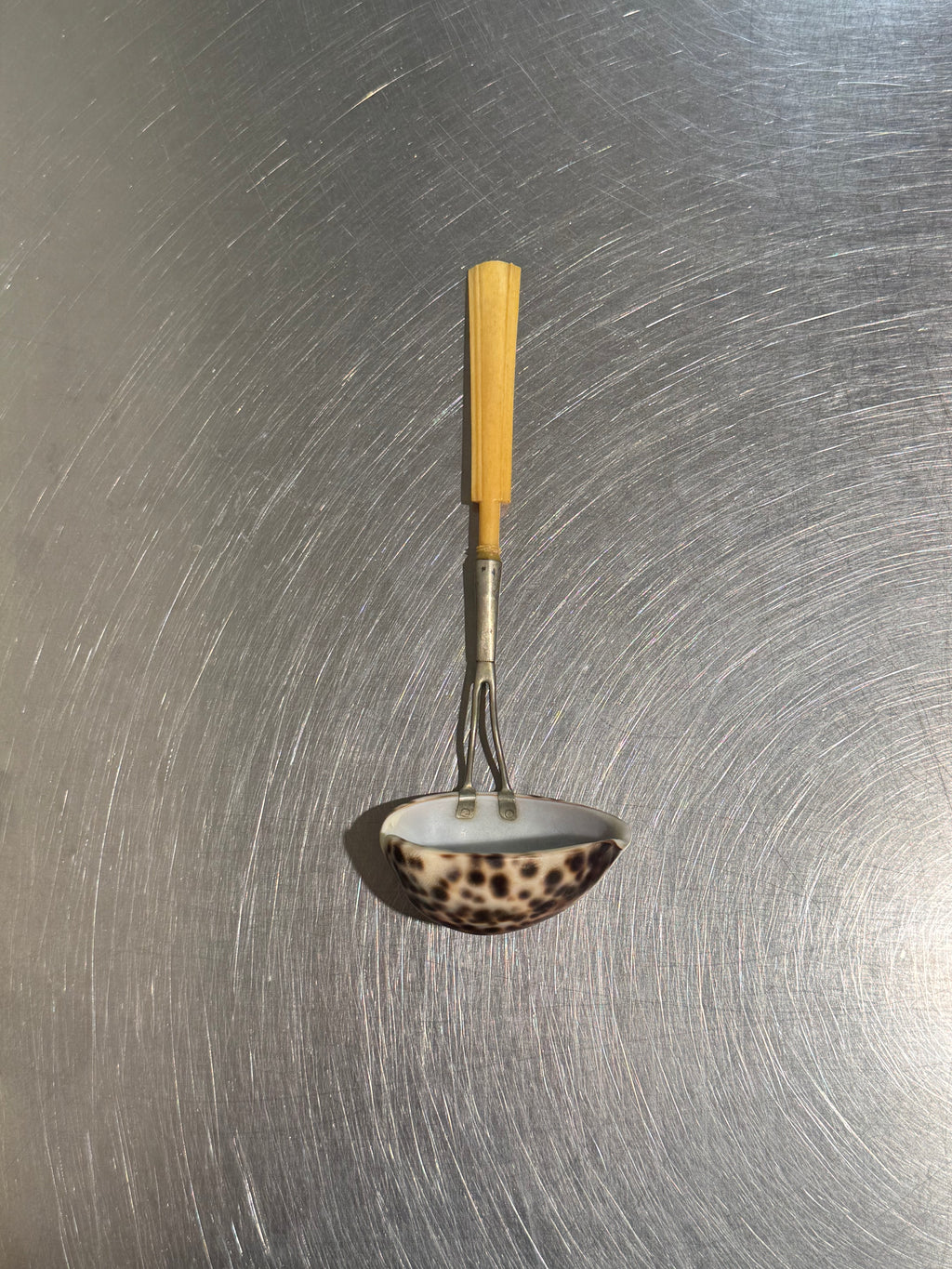 English Cowrie Shell Ladle – product image 1