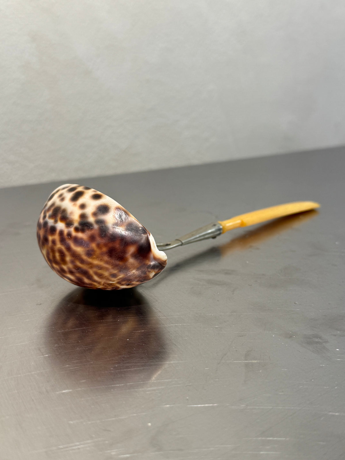 English Cowrie Shell Ladle – product image 3