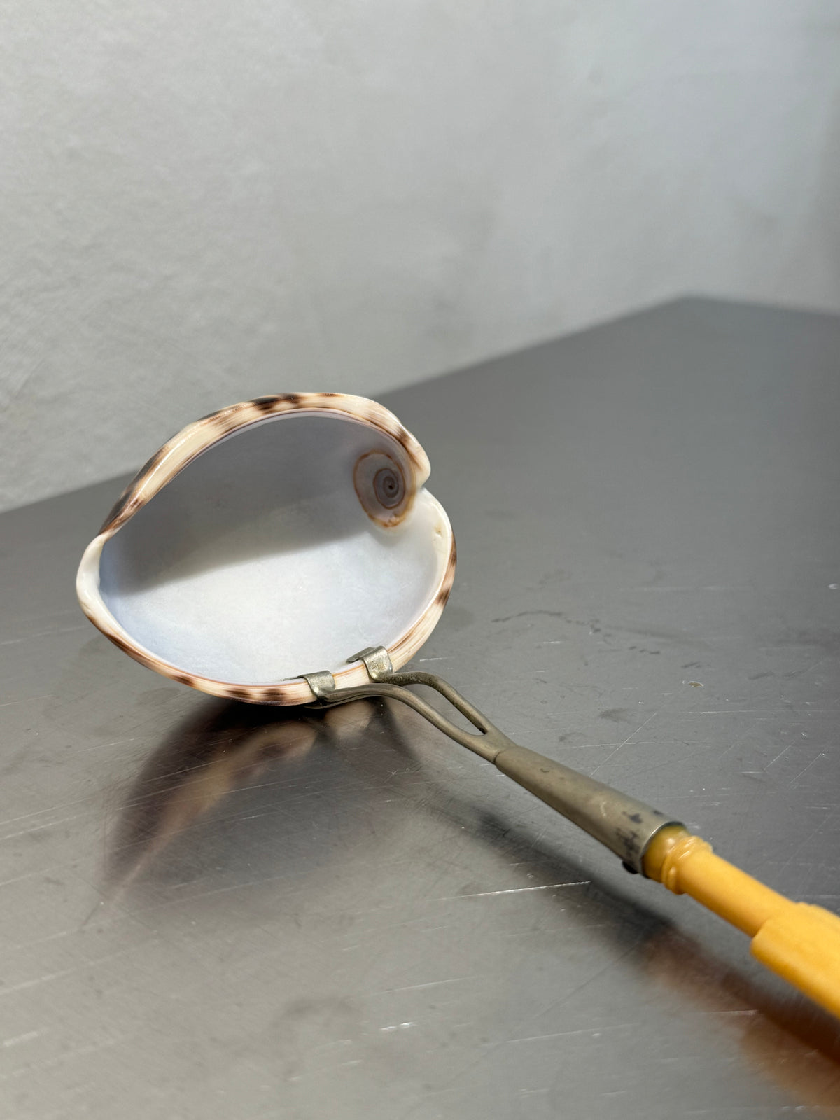 English Cowrie Shell Ladle – product image 5