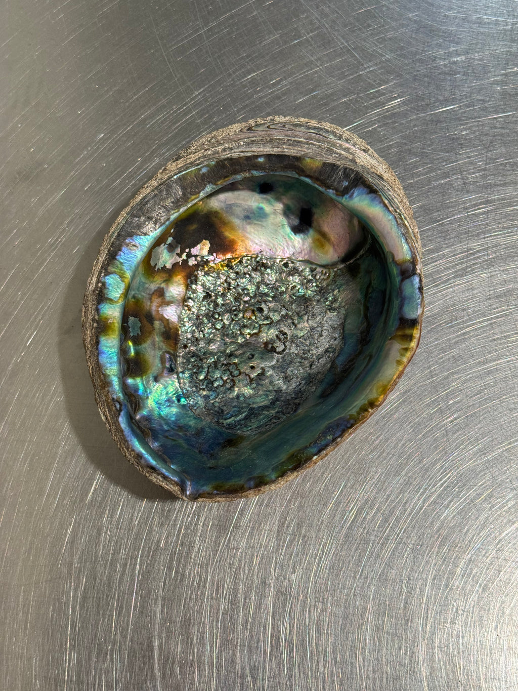 Abalone Shell Bowl – product image 3